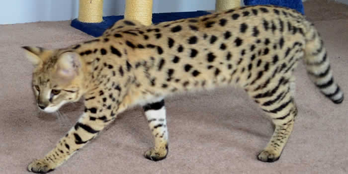 Savannah Cat F1 Vs F5