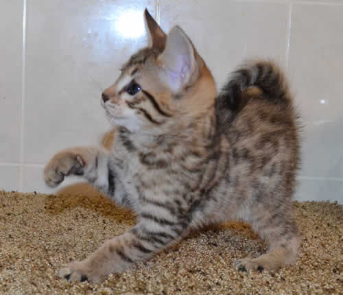 savannah kittens verm11119c 