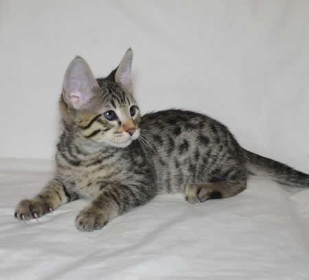 savannah kittens verm21201a 