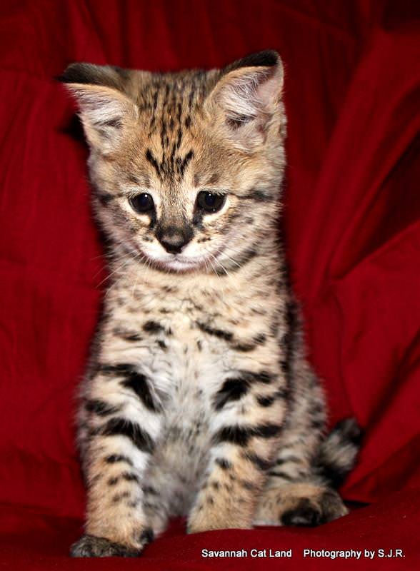 BG 1d Savannah cat queen - Savannah Kittens by Amanukatz