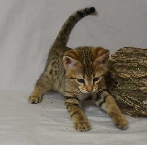 savannah kittens versm11206a - Savannah Kittens by Amanukatz