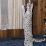  F1 Savannah Cat Queens Mommies of our F2 Savannah Kittens 