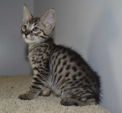 f6-savannah-kittens-ver0531a