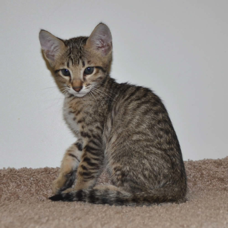 Savannah Kittens and Savannah Cats by Amanukatz Ohio Breeder