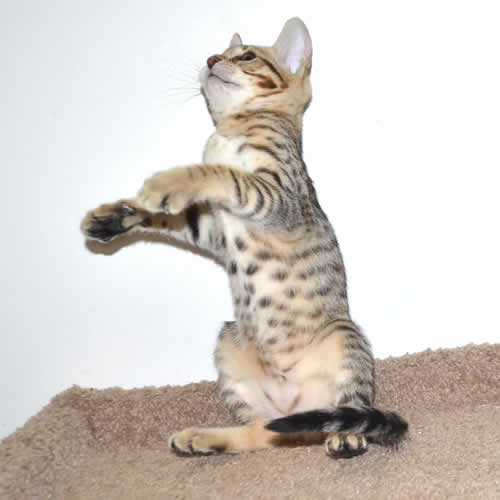 F6 Savannah Kittens for Sale Amanukatz Savannah Cats Ohio ...