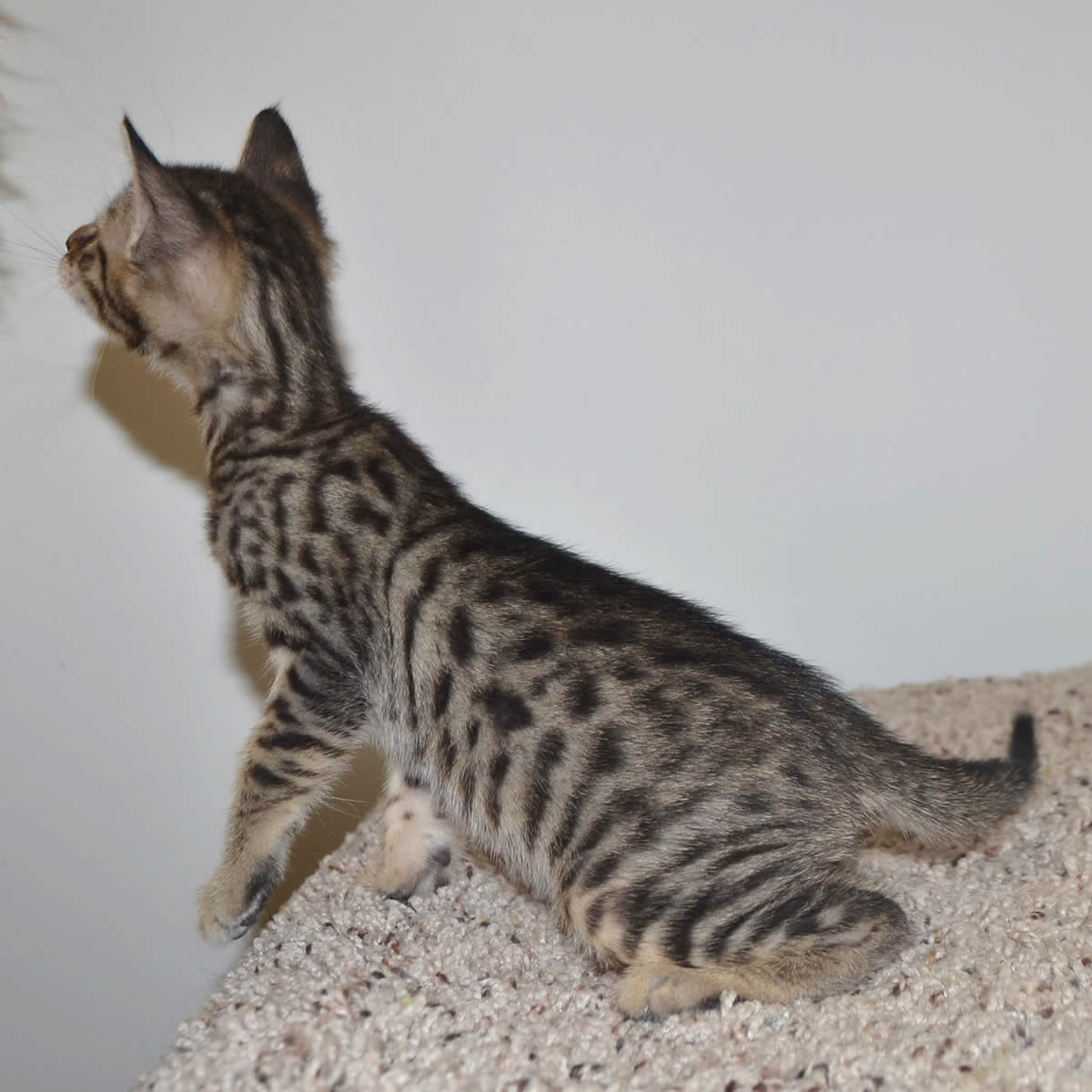 F6 Savannah Kittens for Sale Amanukatz Savannah Cats Ohio ...