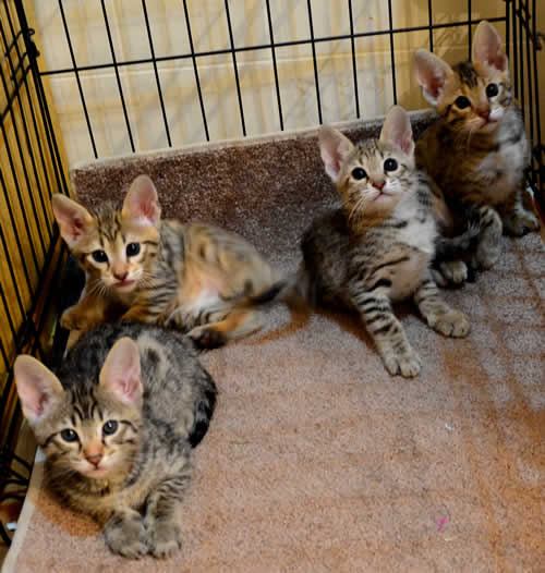 Adult Savannah Cats Available Young Adults that Will Make Great Pets