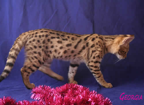 f1 Savannah Cat Queens Geo2 - Savannah Kittens by Amanukatz