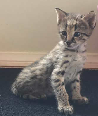 Savannah Kittens - F2 Savannah Kittens Available in Ohio Savannah Cats ...