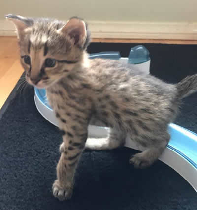 Savannah Kittens - F2 Savannah Kittens Available in Ohio Savannah Cats ...