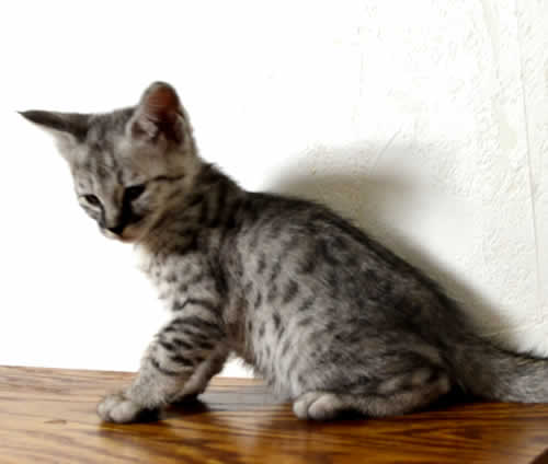 savannah-kittens-ocltma0109a - Savannah Kittens by Amanukatz