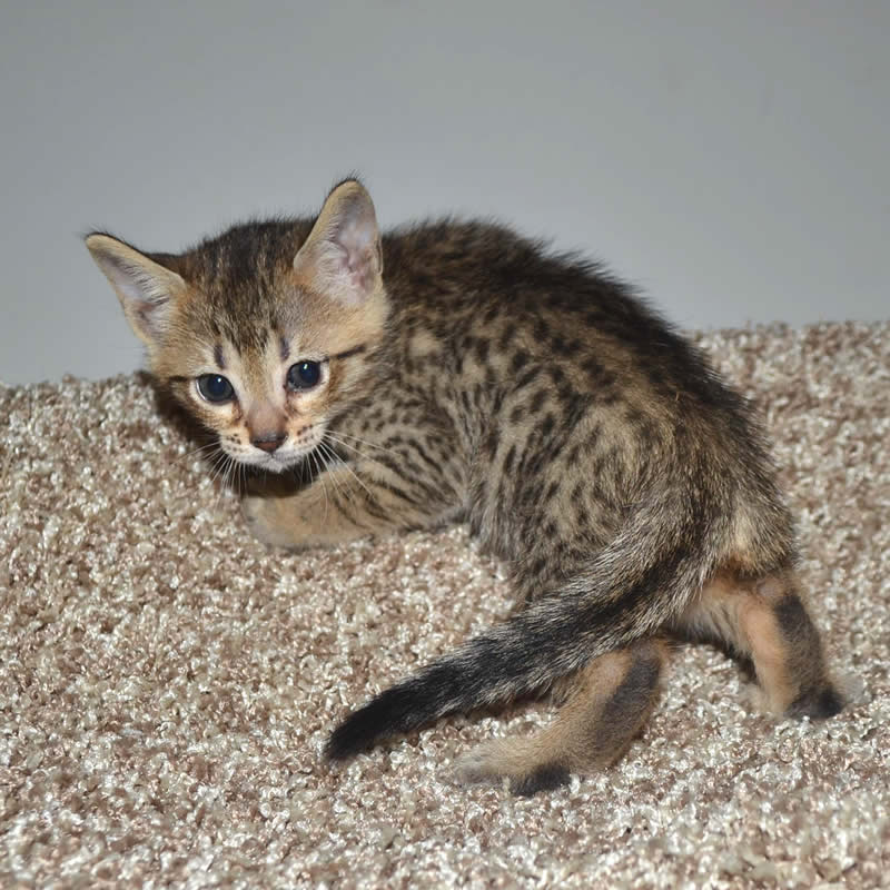 F5 Savannah Kittens Nf4b - Savannah Kittens By Amanukatz