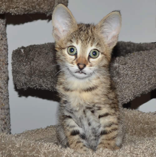 Savannah Kittens and Savannah Cats by Amanukatz Ohio Breeder