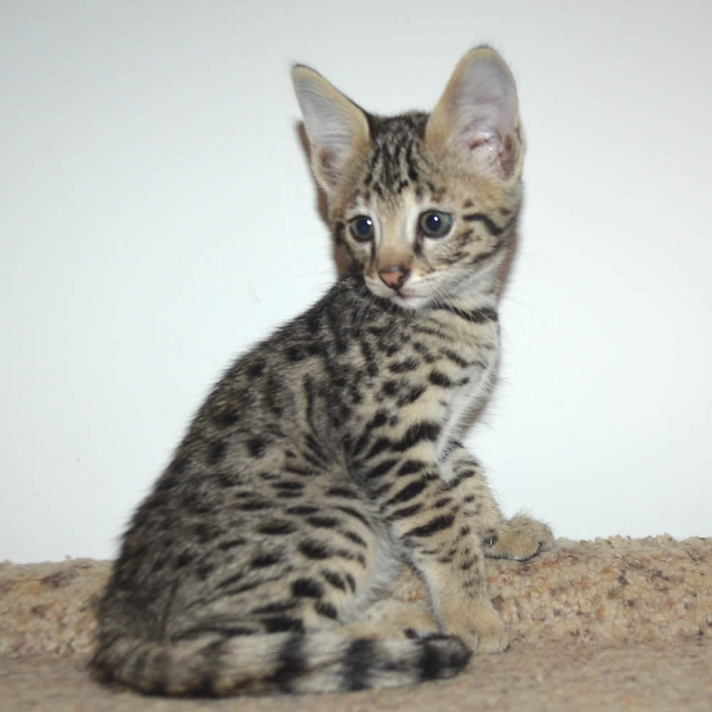 Savannah Kittens | Kitten For Sale | Savannah Cats