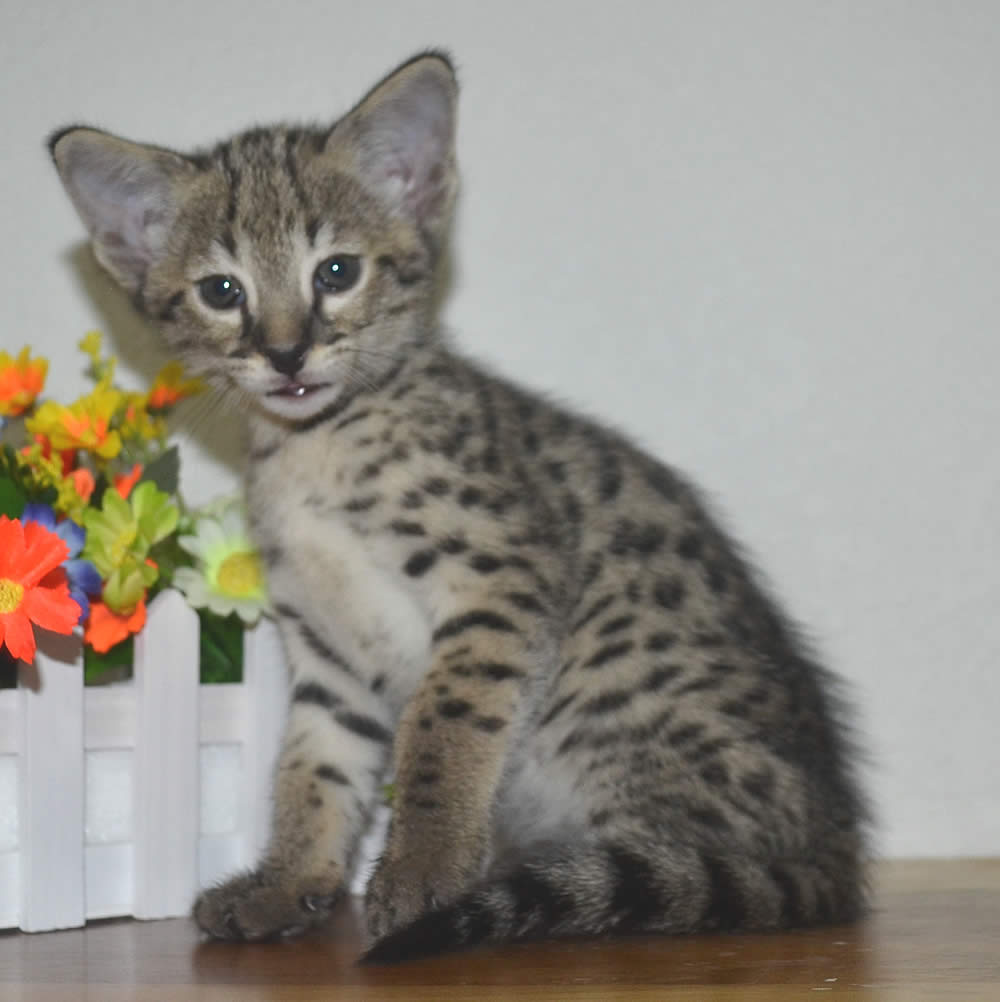 african serval savannah cat for sale