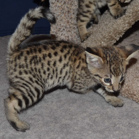 Savannah Kittens and Savannah Cats by Amanukatz Ohio Breeder