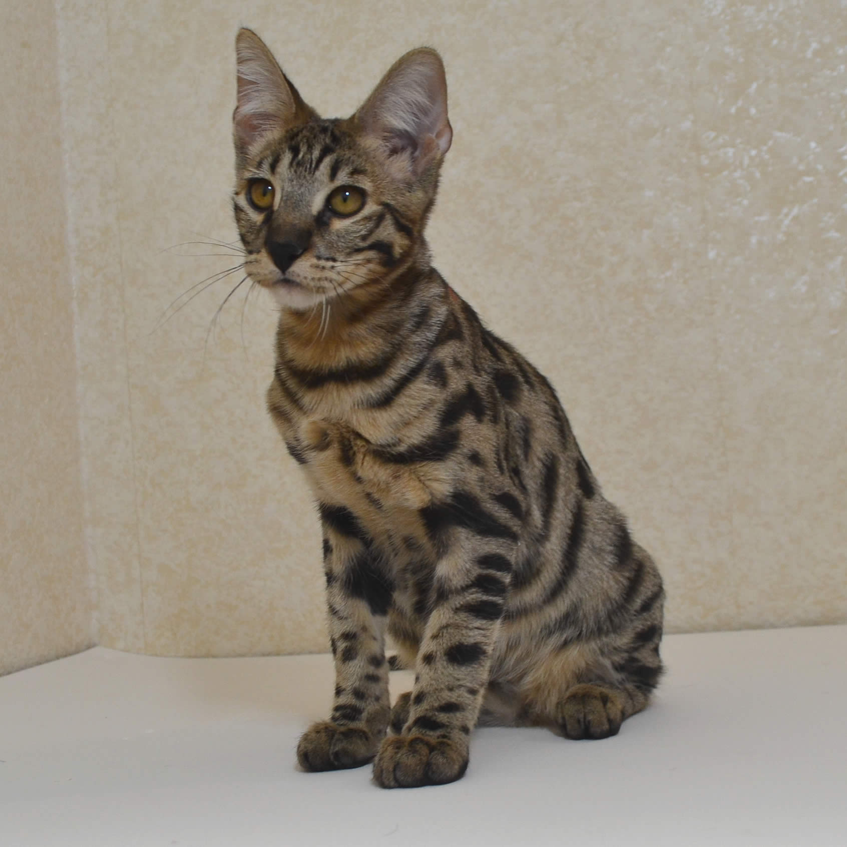 F2 Savannah Kittens Available in Ohio Savannah Cats Call ...