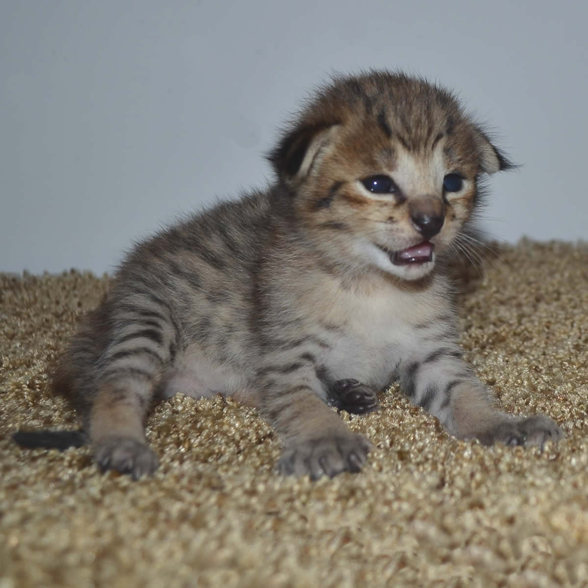 F2 Savannah Kittens Available in Ohio Savannah Cats Call ...