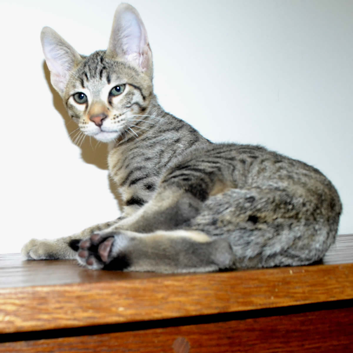 F6 Savannah Kittens for Sale Amanukatz Savannah Cats Ohio ...