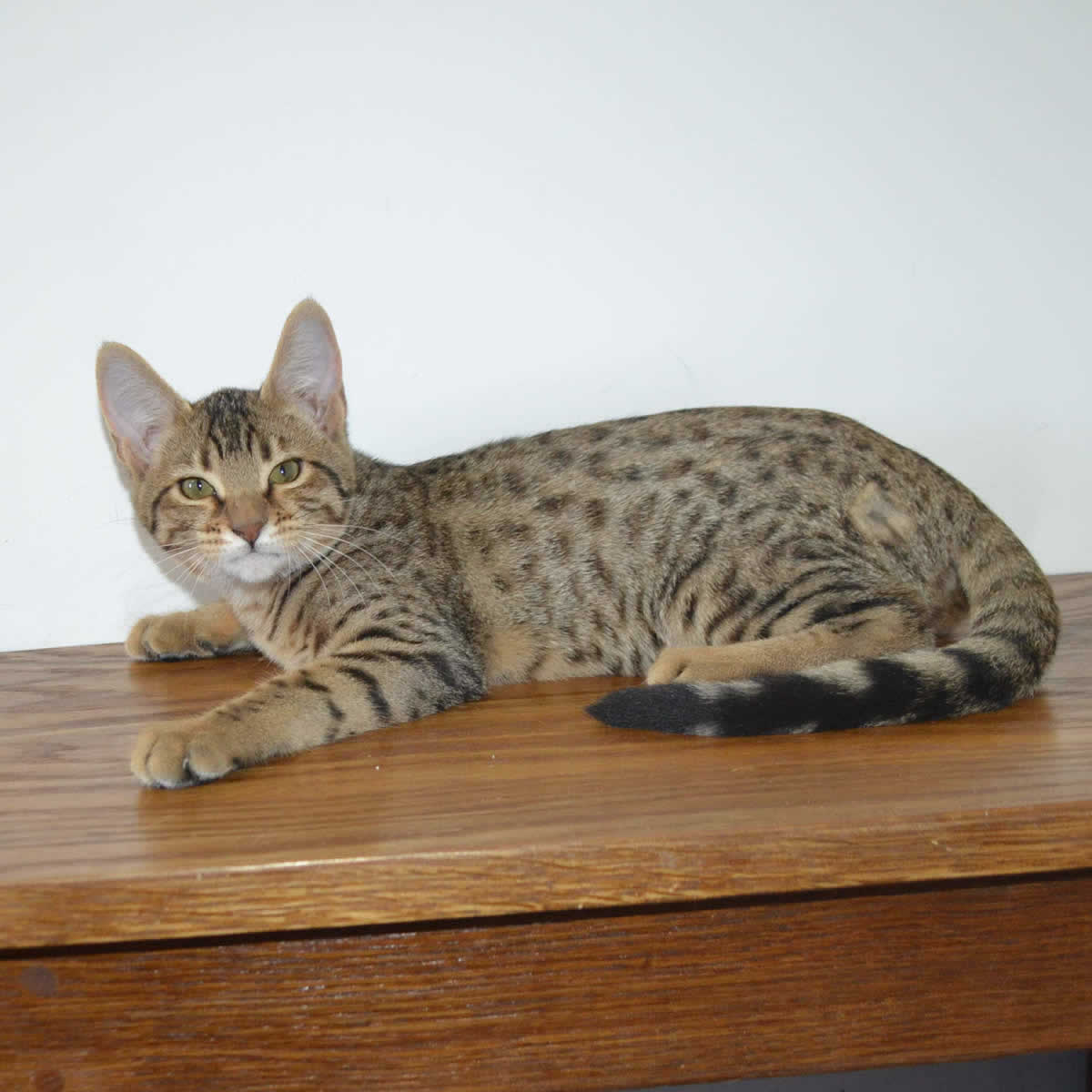 F5 Savannah Kittens Available Savannah Kittens for Sale Generation F5