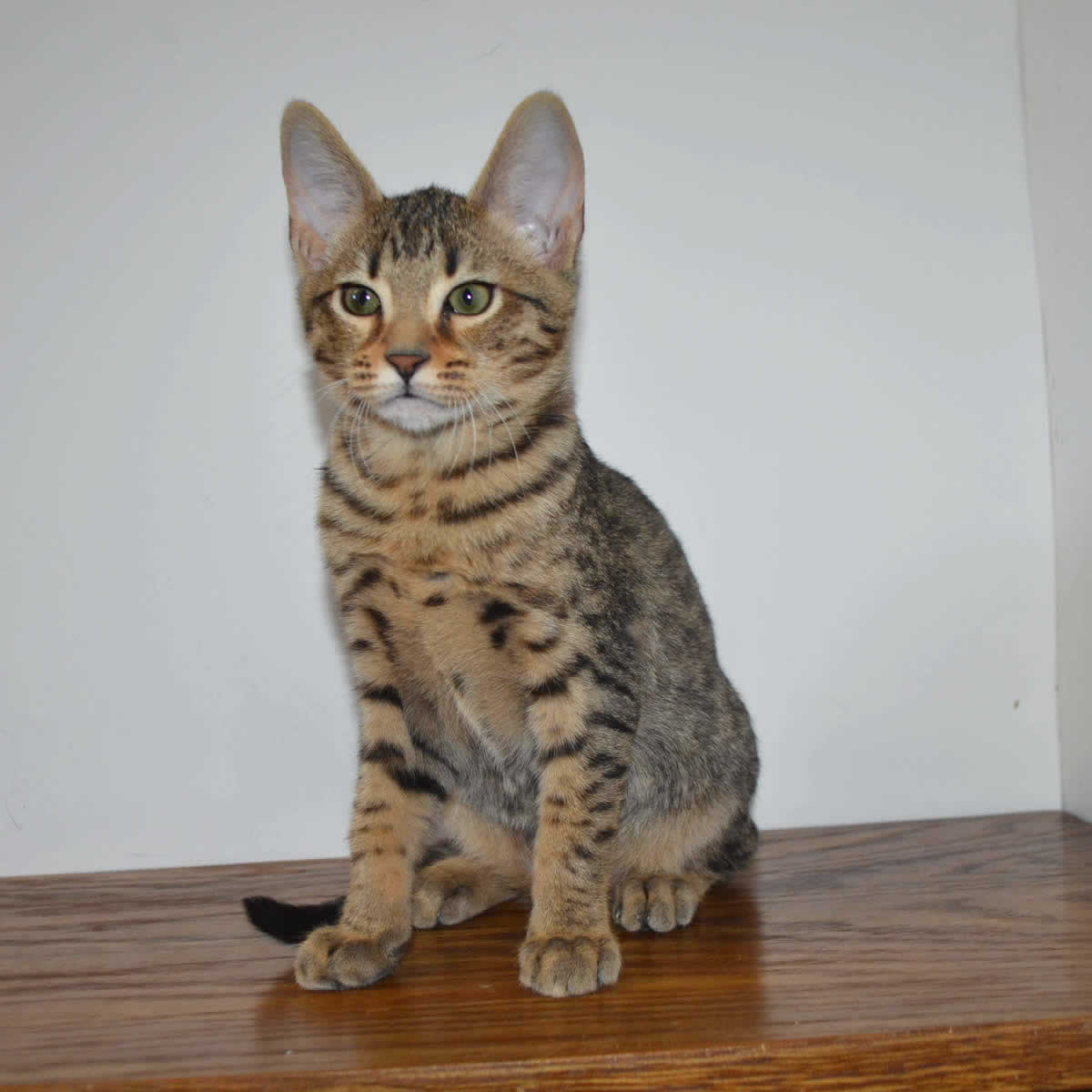 F5 Savannah Kittens Available Savannah Kittens for Sale Generation F5 