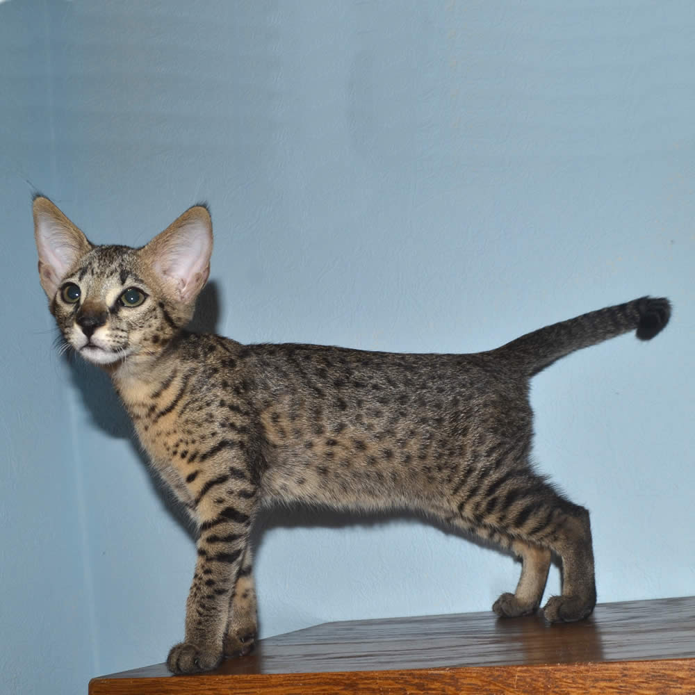 F2 Savannah Kittens Available in Ohio Savannah Cats Call 419 533 3719