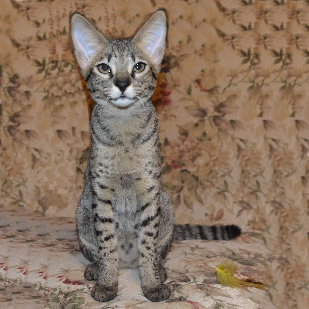 F2 Savannah Kittens Available in Ohio Savannah Cats Call 419 533 3719