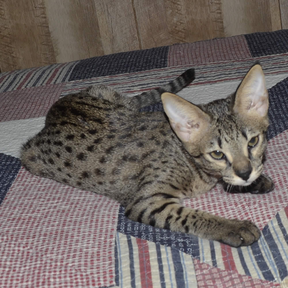 F2 Savannah Kittens Available in Ohio Savannah Cats Call 419 533 3719