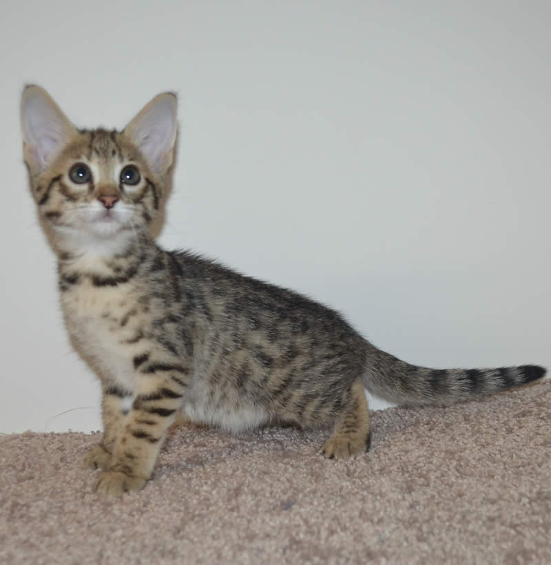 F2 Savannah Kittens Available in Ohio Savannah Cats Call 419 533 3719