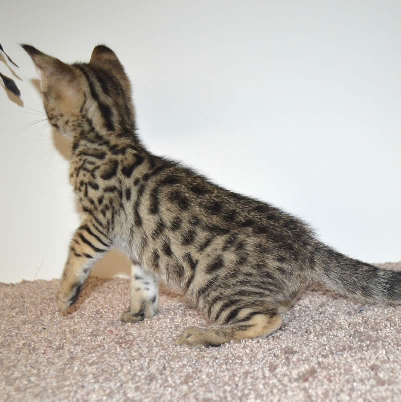 F2 Savannah Kittens Available in Ohio Savannah Cats Call 419 533 3719