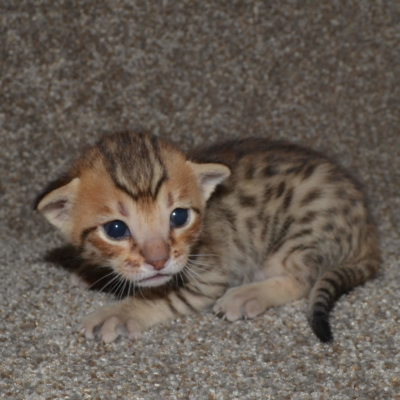 F5 Savannah Kittens Available Savannah Kittens for Sale Generation F5