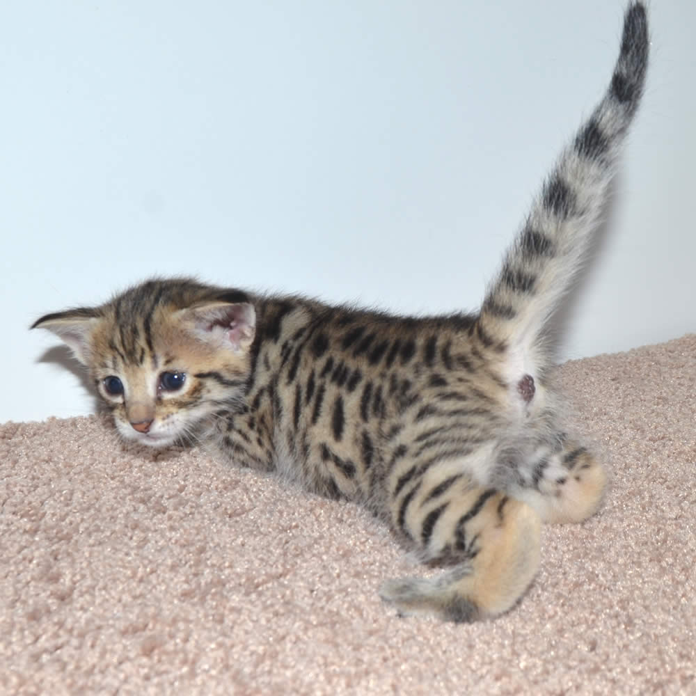 F2 Savannah Kittens Available In Ohio Savannah Cats Call 419 533 3719