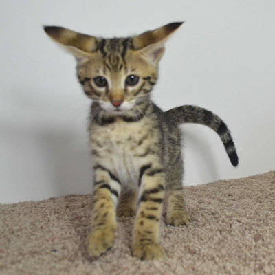 F2 Savannah Kittens Available in Ohio Savannah Cats Call ...