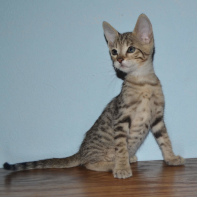 F6 Savannah Kittens for Sale Amanukatz Savannah Cats Ohio ...