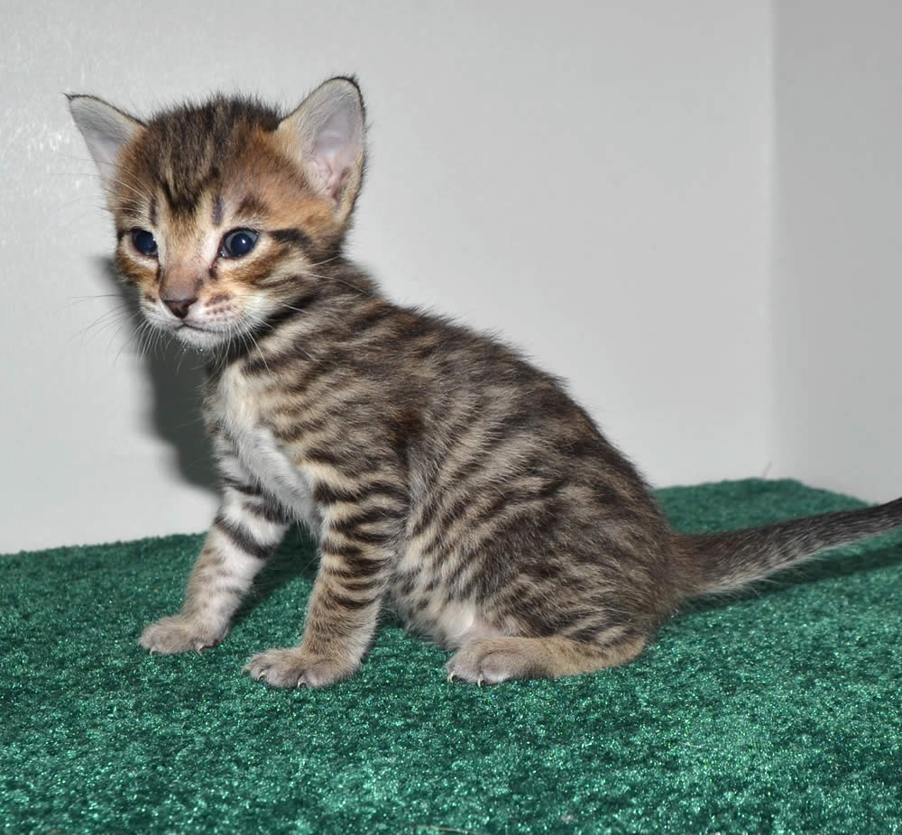 F6 Savannah Kittens for Sale Amanukatz Savannah Cats Ohio Michigan