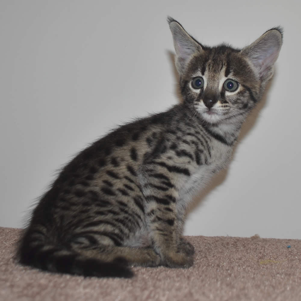 F2 Savannah Kittens Available in Ohio Savannah Cats Call ...