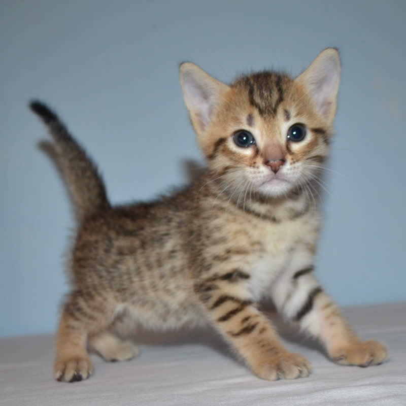 F5 Savannah Kittens Available Savannah Kittens for Sale Generation F5