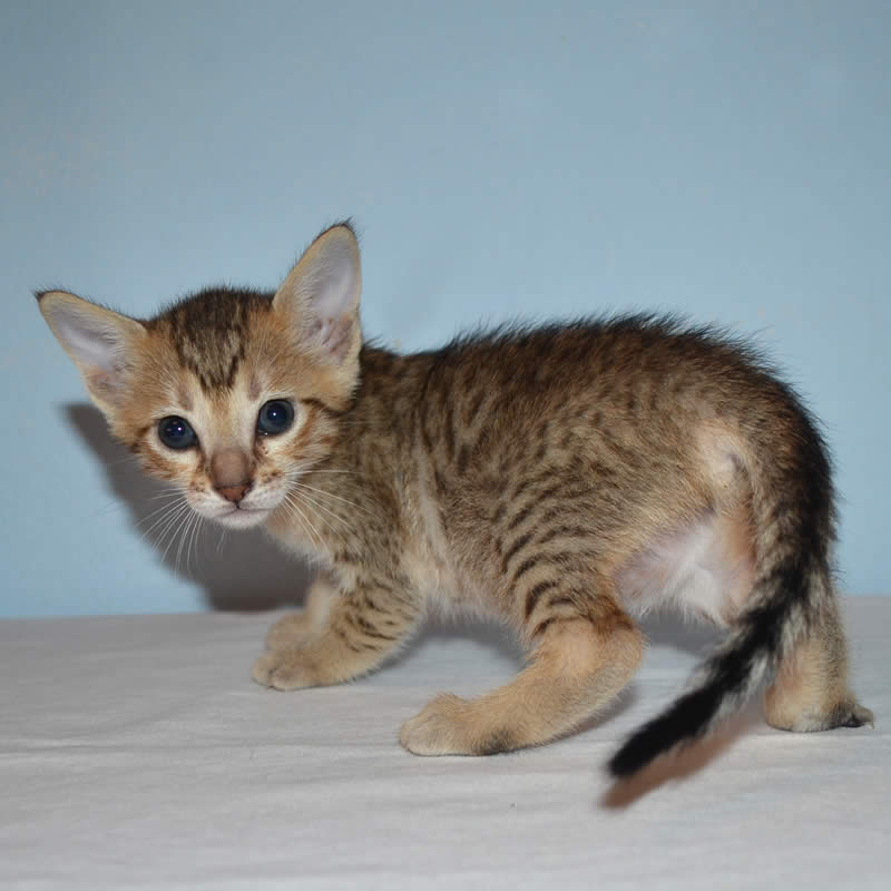 F5 Savannah Kittens Available Savannah Kittens for Sale Generation F5