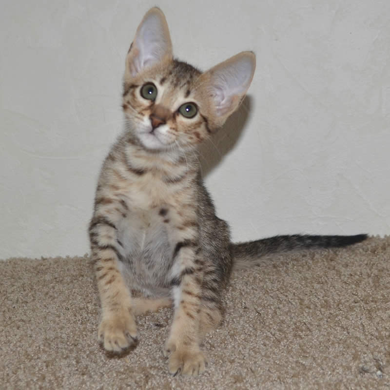 F5 Savannah Kittens Available Savannah Kittens for Sale ...