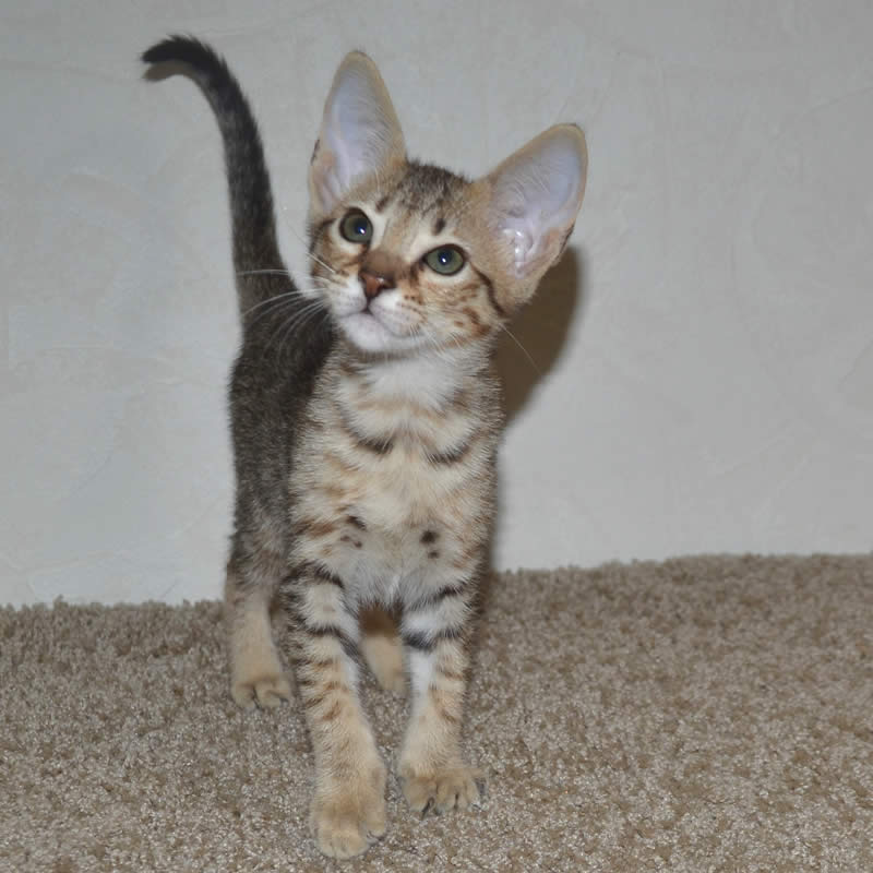 F5 Savannah Kittens Available Savannah Kittens for Sale Generation F5