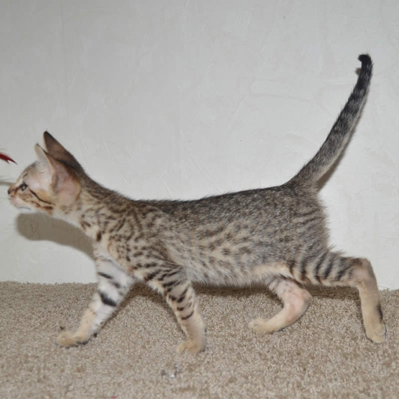 F5 Savannah Kittens Available Savannah Kittens For Sale Generation F5