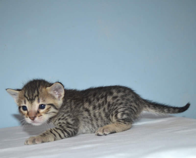 F5 Savannah Kittens Available Savannah Kittens for Sale Generation F5