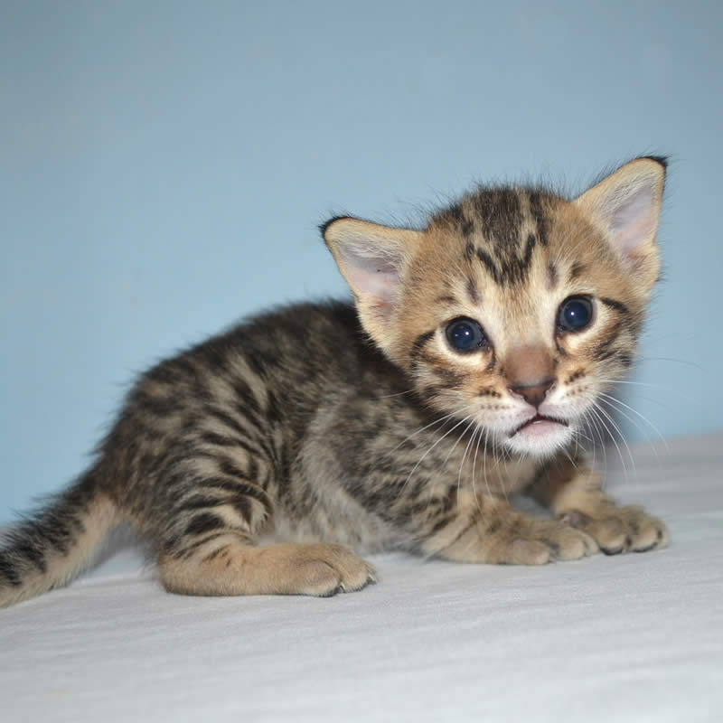 F5 Savannah Kittens Available Savannah Kittens for Sale Generation F5