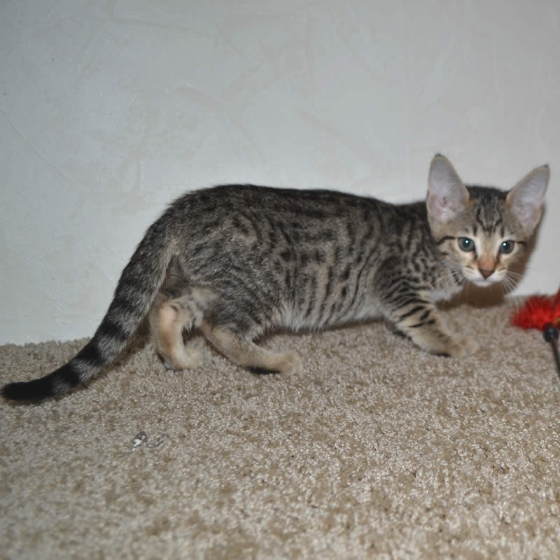 F5 Savannah Kittens Available Savannah Kittens for Sale ...