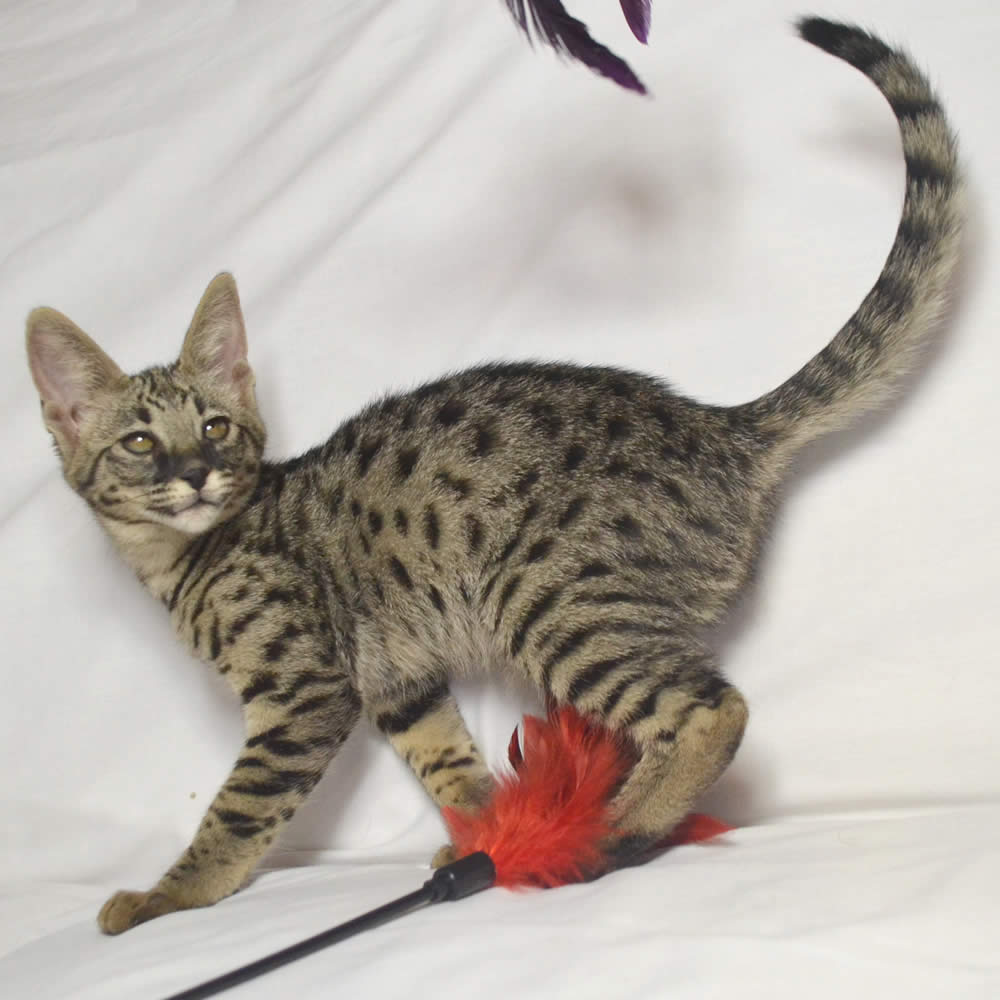 F2 Savannah Kittens Available in Ohio Savannah Cats Call ...