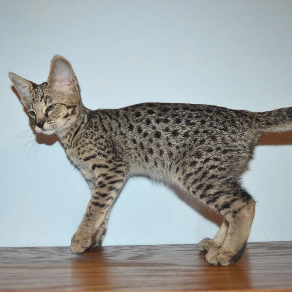 F2 Savannah Kittens Available in Ohio Savannah Cats Call 419 550 1265