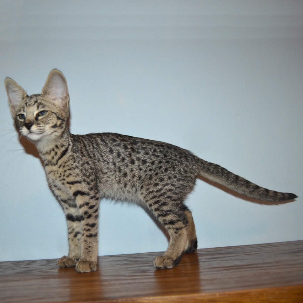 F2 Savannah Kittens Available in Ohio Savannah Cats Call 419 550 1265