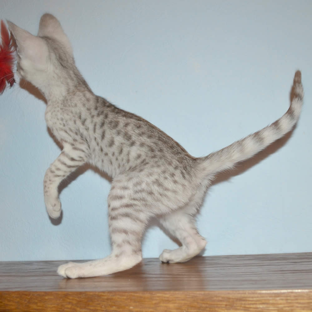 F2 Savannah Kittens Available in Ohio Savannah Cats Call ...