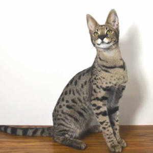 Savannah Cat Prices Explanation Of How Savannah Cats Are Priced