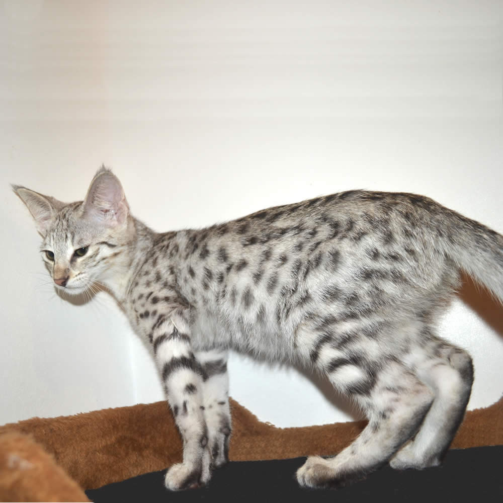 F2 Savannah Kittens Available in Ohio Savannah Cats Call 419 550 1265